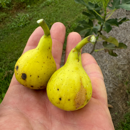 LSU Scott's Yellow Fig Tree from Lazy Dog Farm