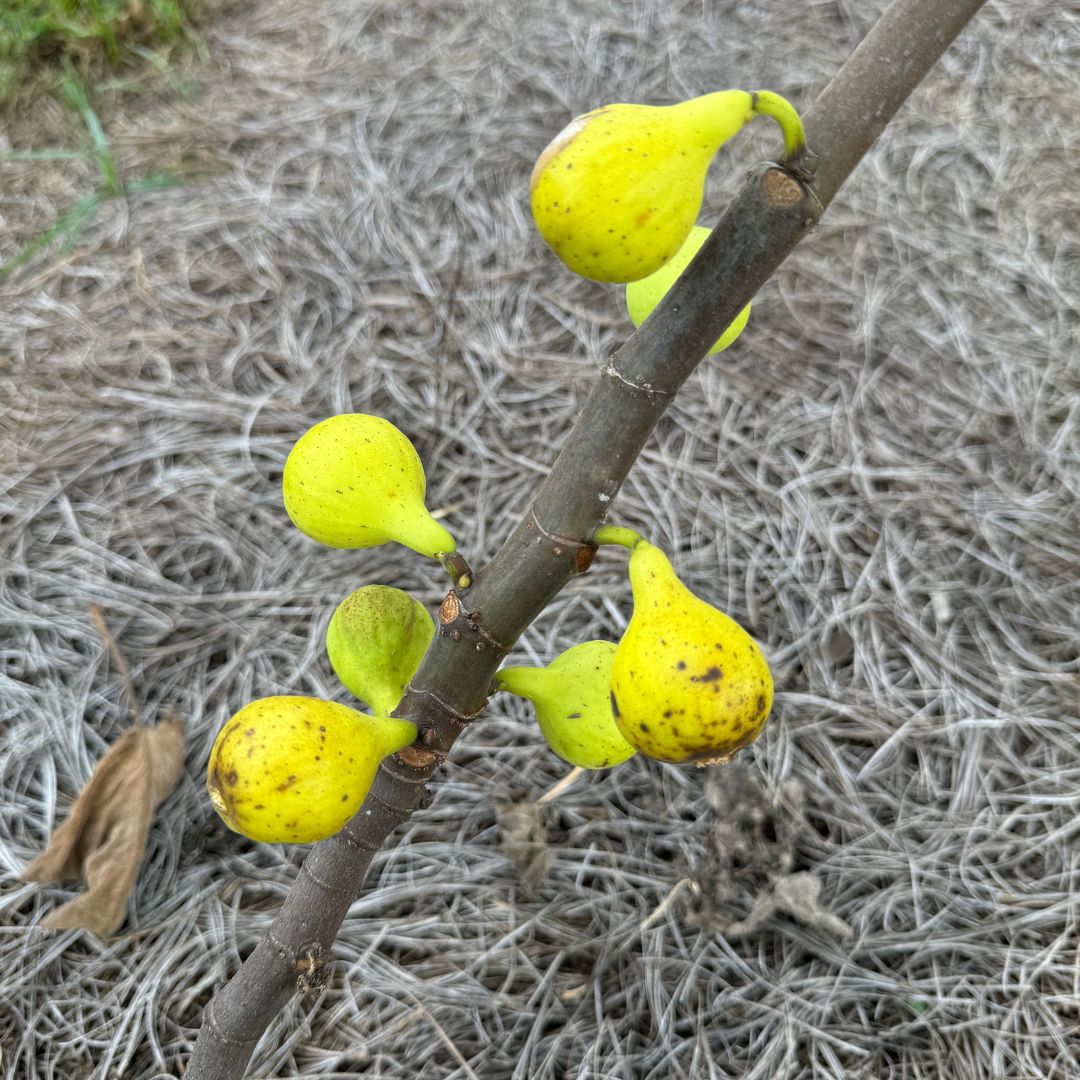 LSU Scott's Yellow Fig Tree from Lazy Dog Farm