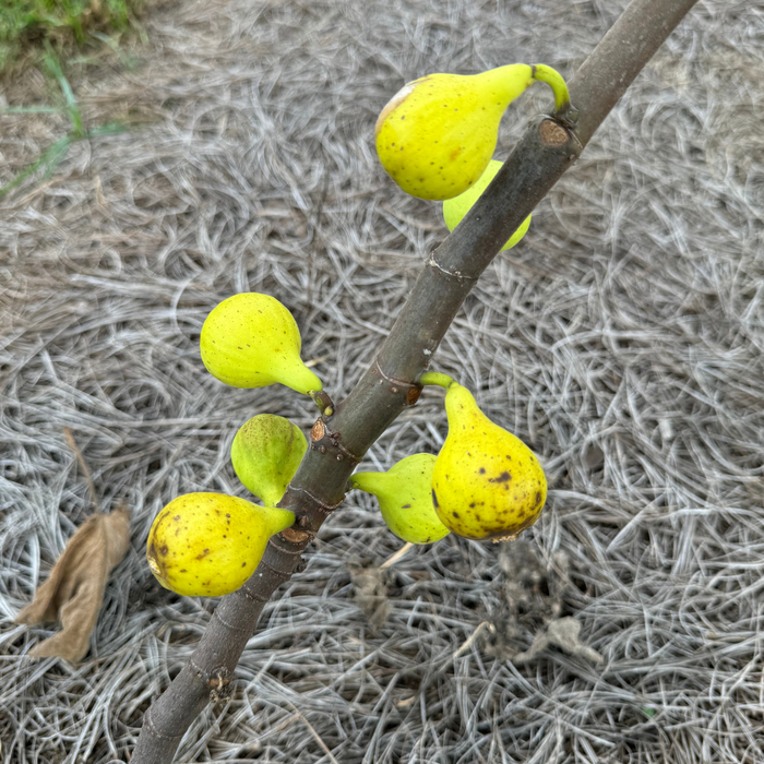 LSU Scott's Yellow Fig Tree from Lazy Dog Farm