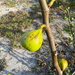 LSU Strawberry Fig from Lazy Dog Farm