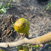 LSU Strawberry Fig from Lazy Dog Farm