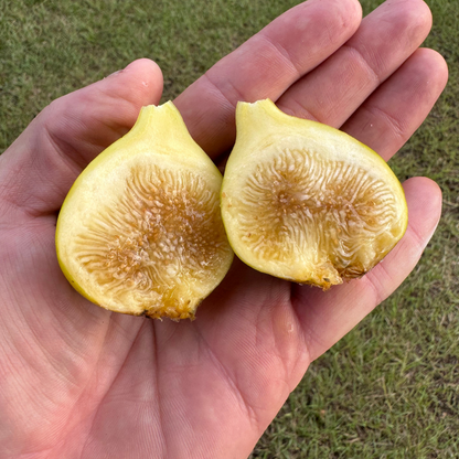 LSU White Honey Fig Tree from Lazy Dog Farm