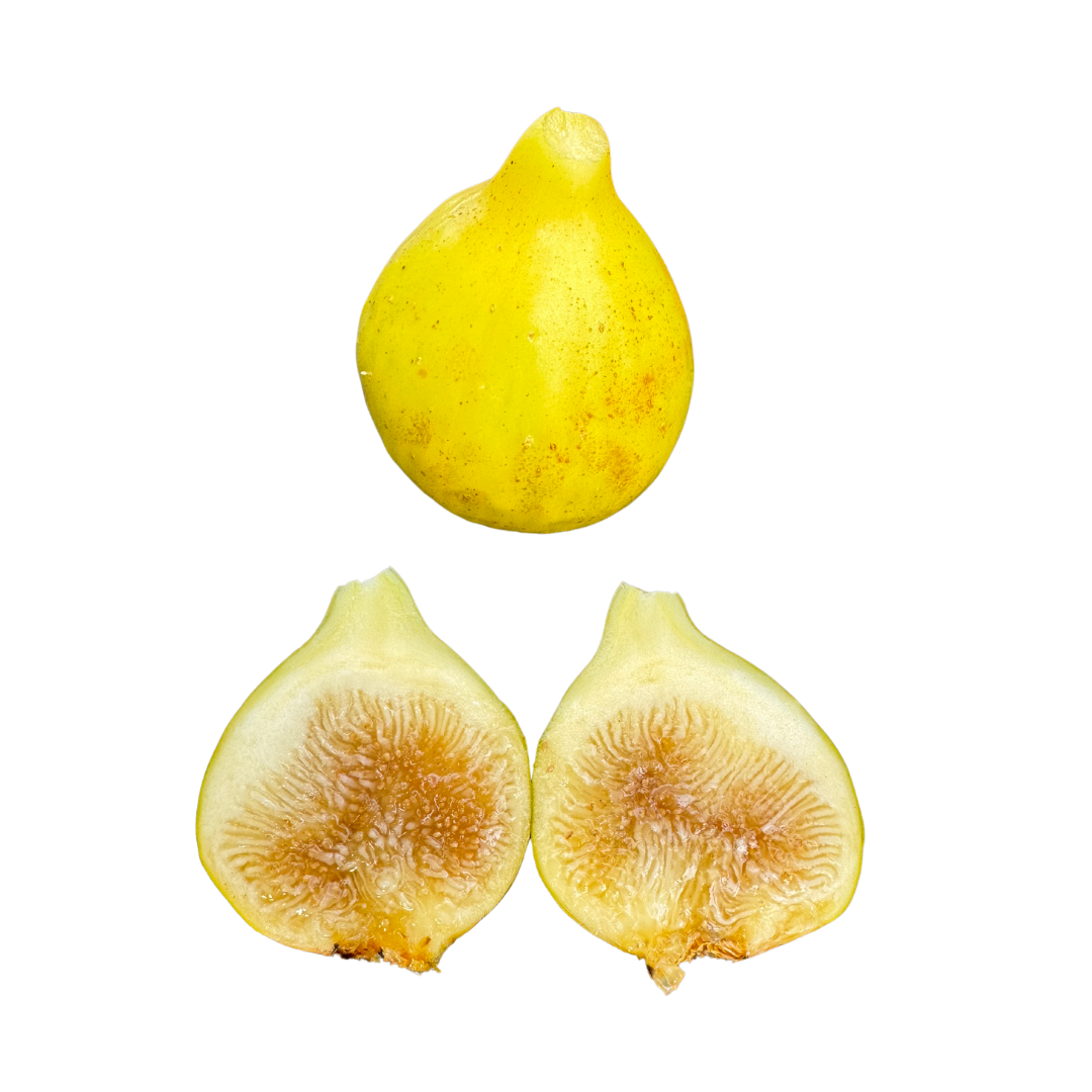 LSU Fig Trees | Great for Hot and Humid Climates | Lazy Dog Farm