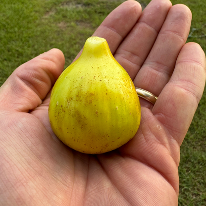 LSU White Honey Fig Tree from Lazy Dog Farm