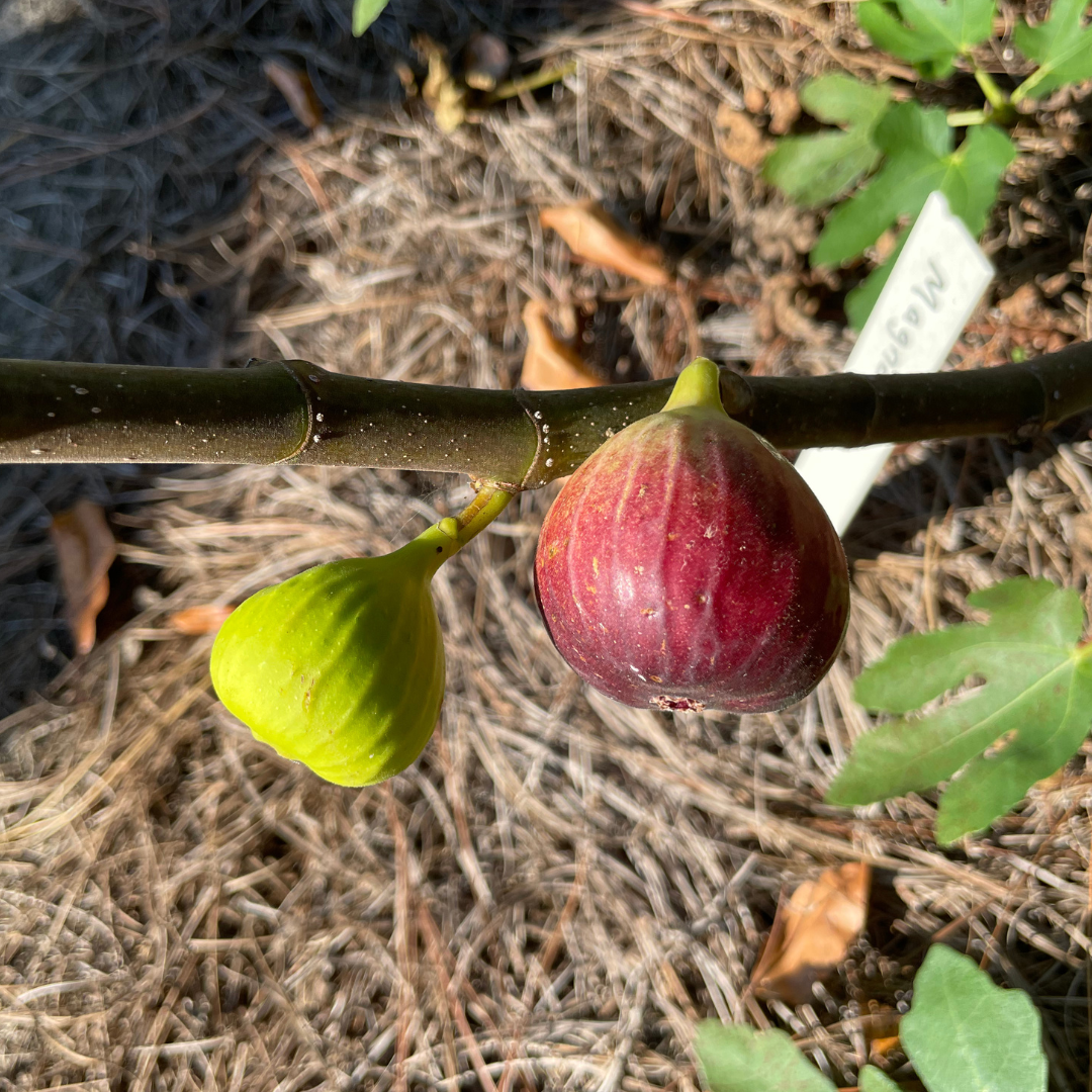 Magnolia Fig Tree from Lazy Dog Farm