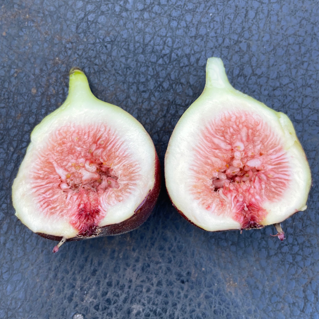 Magnolia Fig Tree from Lazy Dog Farm