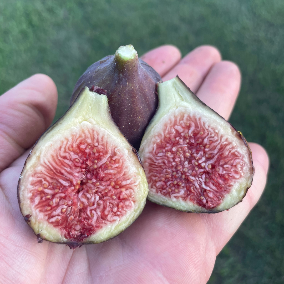 Malta Black Fig Tree from Lazy Dog Farm