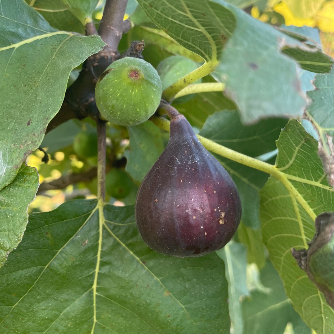 Malta Black Fig Tree from Lazy Dog Farm