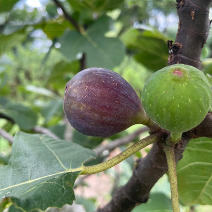 Malta Black Fig Tree from Lazy Dog Farm