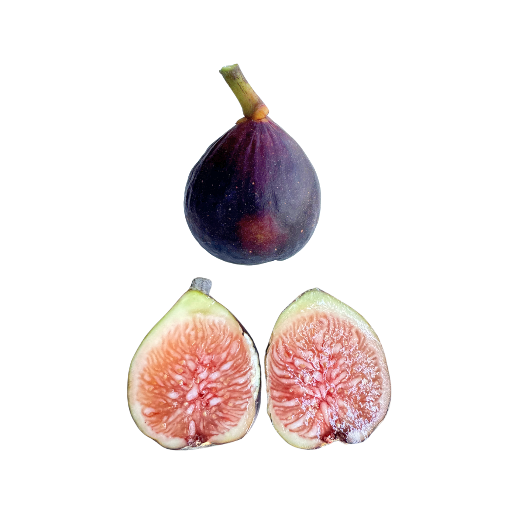 Maltese Falcon Fig Tree from Lazy Dog Farm