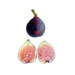 Maltese Falcon Fig Tree from Lazy Dog Farm