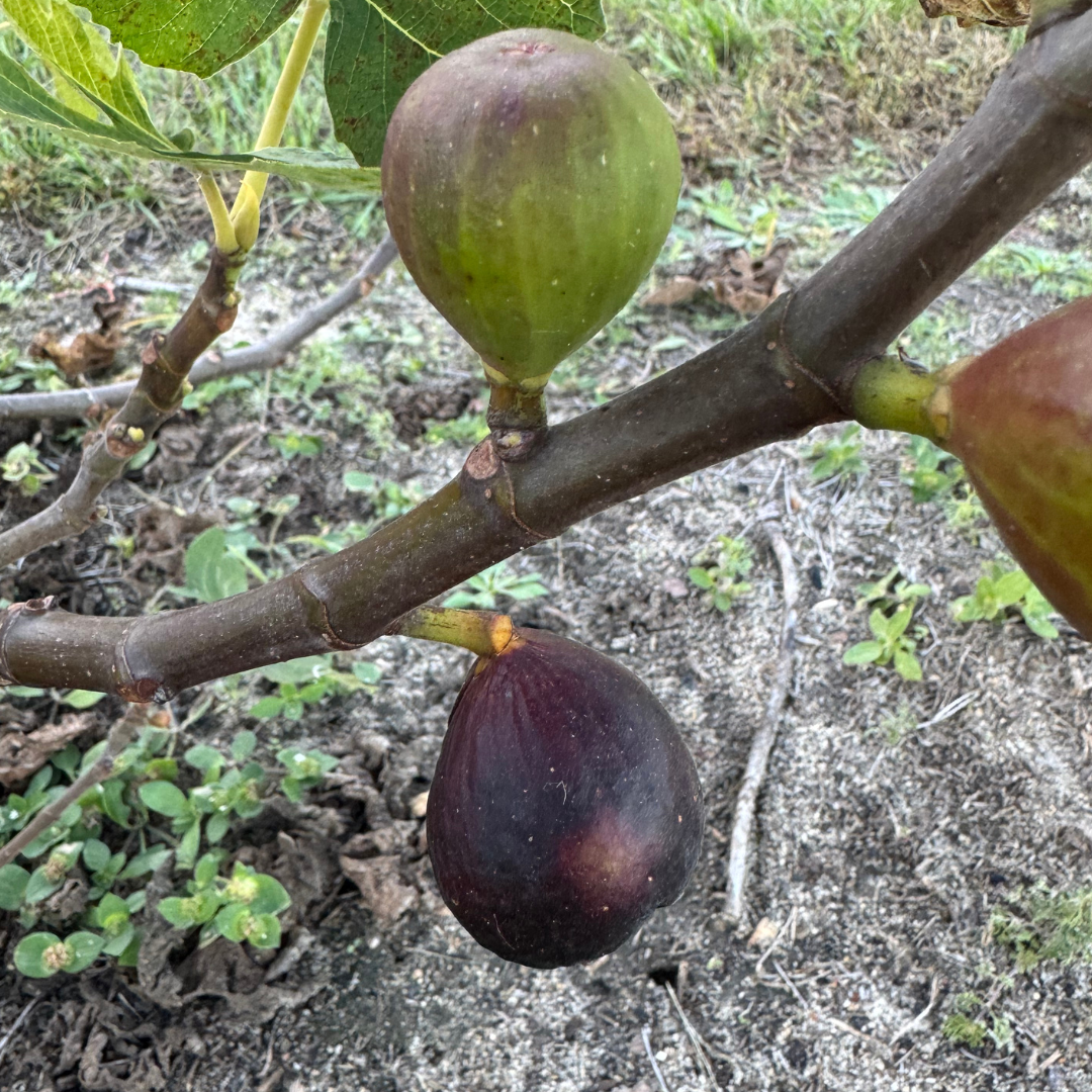 Maltese Falcon Fig Tree from Lazy Dog Farm