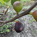 Maltese Falcon Fig Tree from Lazy Dog Farm