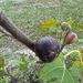Maltese Falcon Fig Tree from Lazy Dog Farm