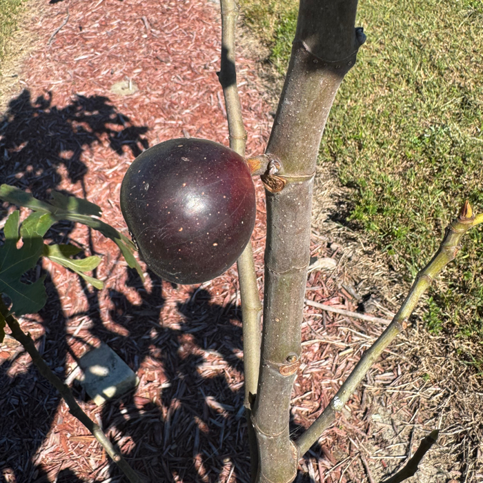 Manresa Fig Tree from Lazy Dog Farm