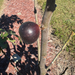 Manresa Fig Tree from Lazy Dog Farm