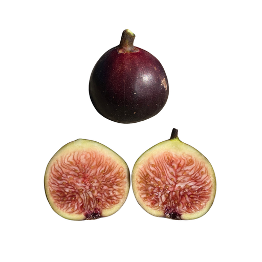Manresa Fig Tree from Lazy Dog Farm