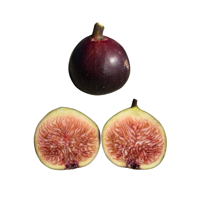 Manresa Fig Tree from Lazy Dog Farm