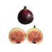 Manresa Fig Tree from Lazy Dog Farm