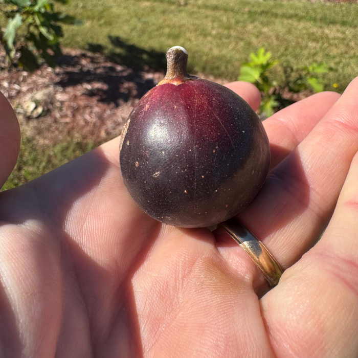 Manresa Fig Tree from Lazy Dog Farm