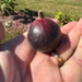 Manresa Fig Tree from Lazy Dog Farm