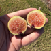 Manresa Fig Tree from Lazy Dog Farm