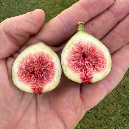 Marseilles Black Fig Tree from Lazy Dog Farm