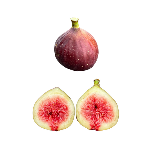 Marseilles Black Fig Tree from Lazy Dog Farm