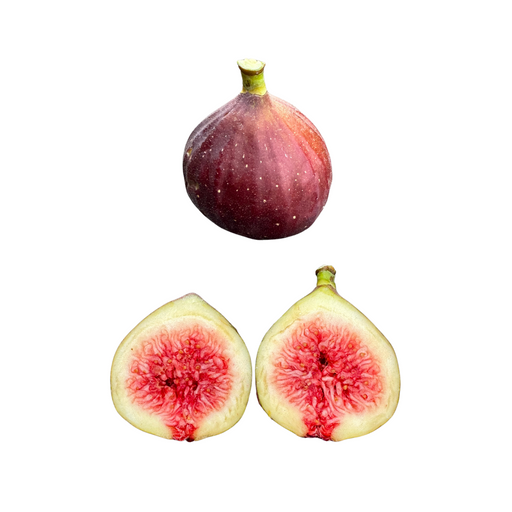 Marseilles Black Fig Tree from Lazy Dog Farm
