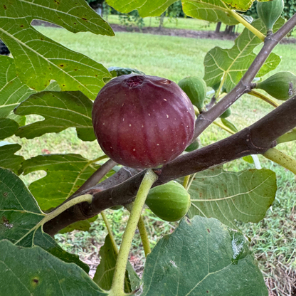 Marseilles Black Fig Tree from Lazy Dog Farm