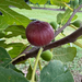 Marseilles Black Fig Tree from Lazy Dog Farm