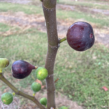 Marseilles Black Fig Tree from Lazy Dog Farm