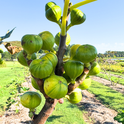 Martinenca Rimada Fig Tree from Lazy Dog Farm