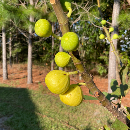 Mary Lane Fig Tree from Lazy Dog Farm