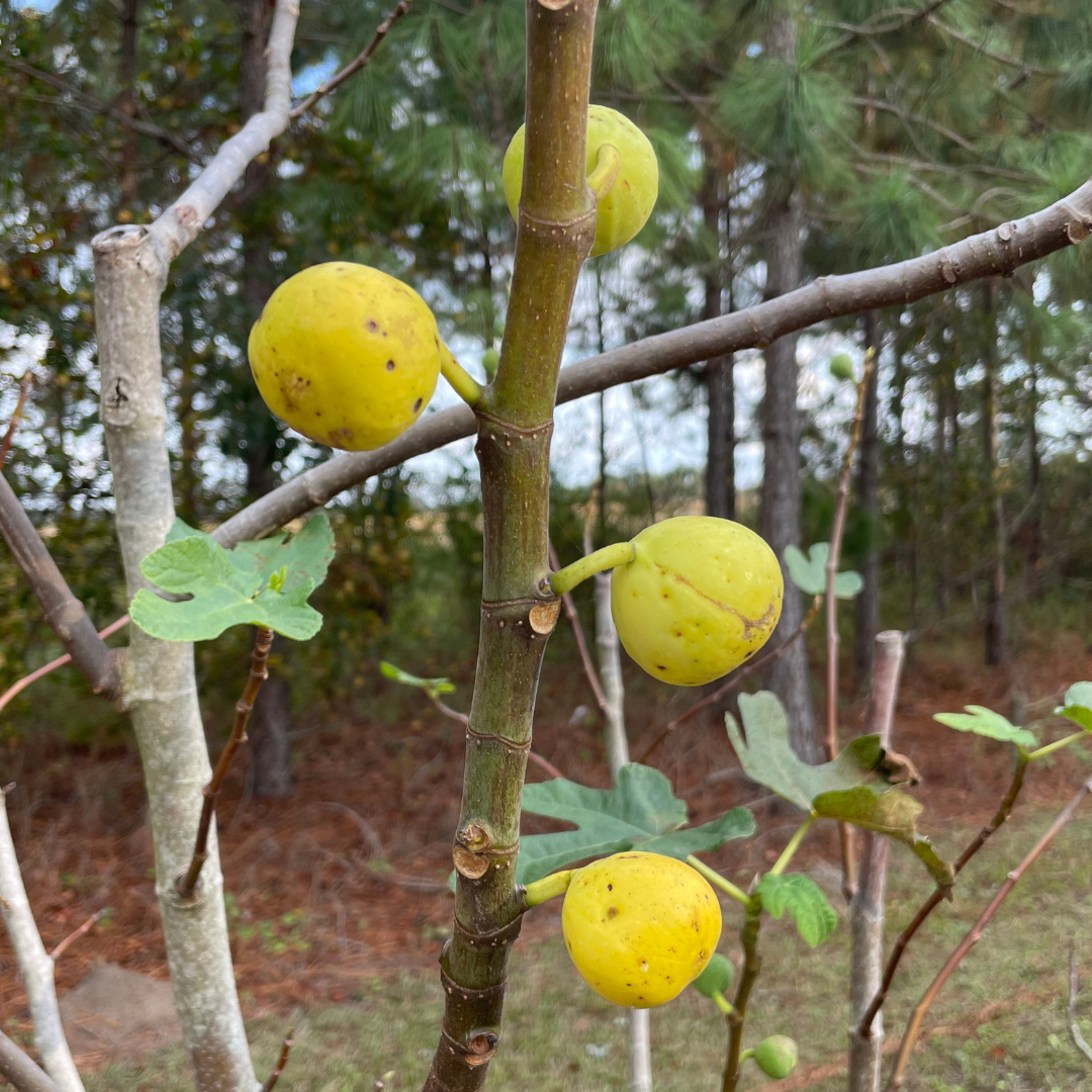 Mary Lane Fig Tree from Lazy Dog Farm