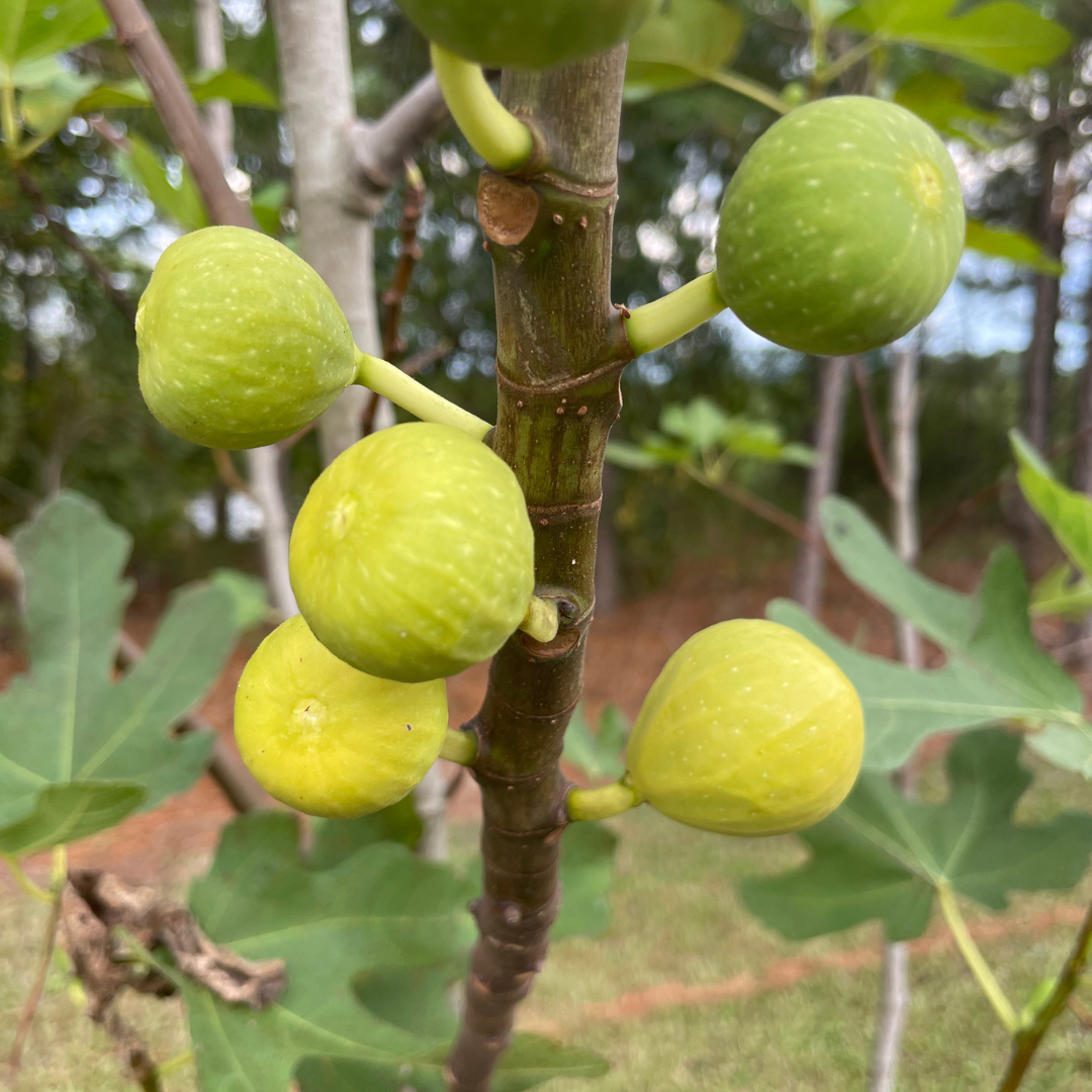 Mary Lane Fig Tree from Lazy Dog Farm