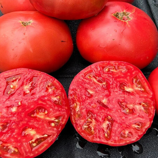 Mountain Girl Tomato Seed from Lazy Dog Farm