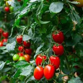 Mountain Vineyard Tomato Seed