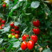 Mountain Vineyard Tomato Seed from Lazy Dog Farm
