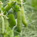Mr. Big Pea Seed from Lazy Dog Farm