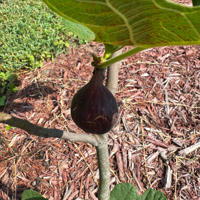 Norella Fig Tree from Lazy Dog Farm