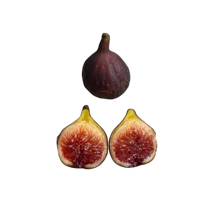 Norella Fig Tree from Lazy Dog Farm