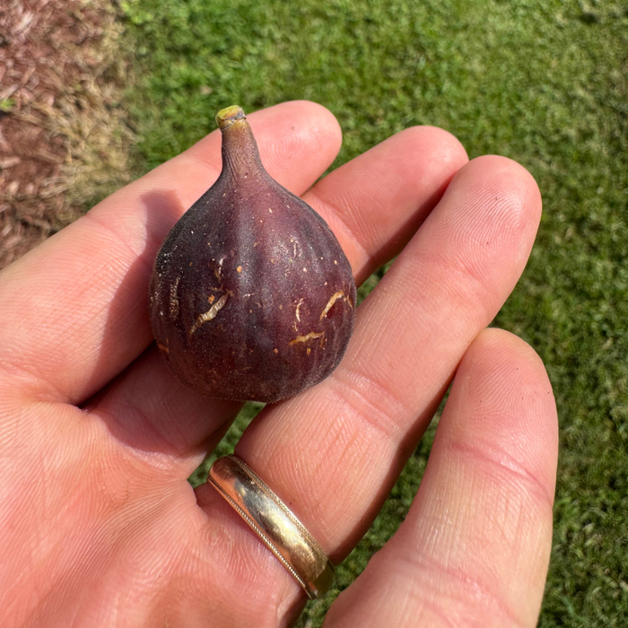 Norella Fig Tree from Lazy Dog Farm