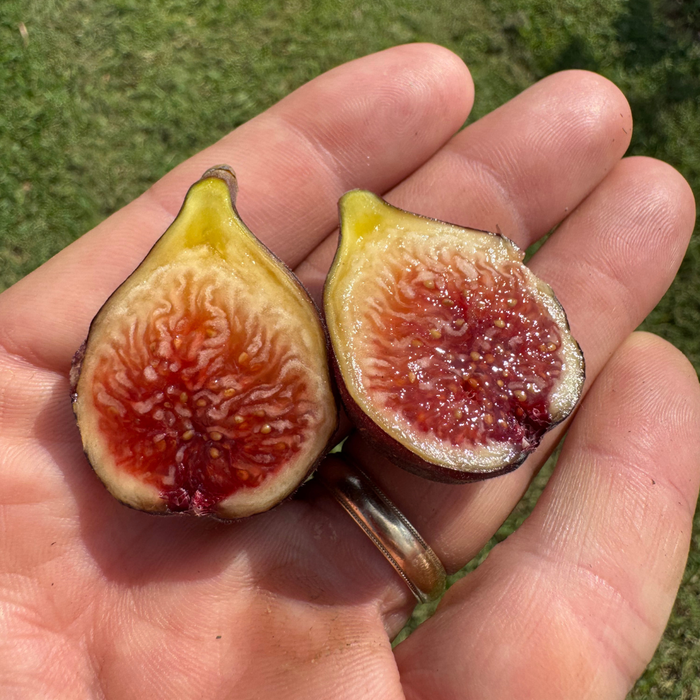 Norella Fig Tree from Lazy Dog Farm