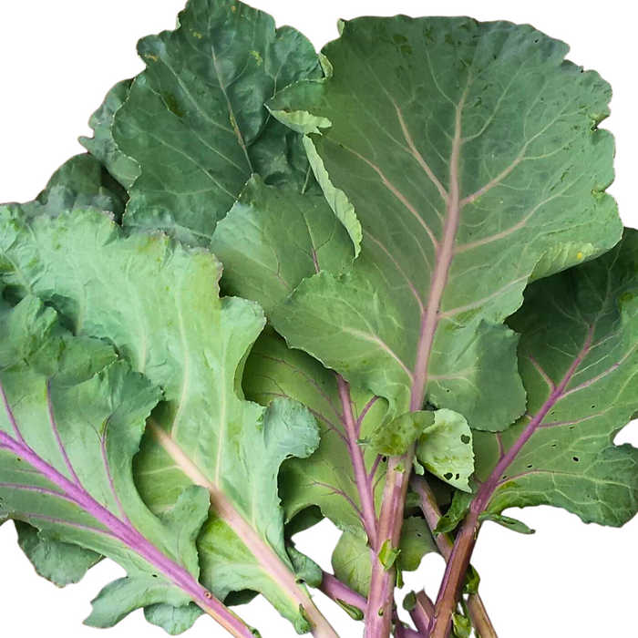 Old Timey Blue Collard Seed