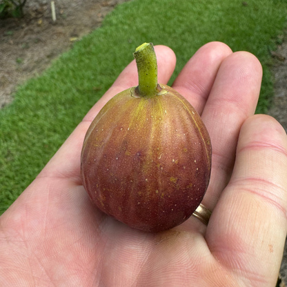 Olympian Fig Tree from Lazy Dog Farm