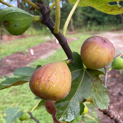 Olympian Fig Tree from Lazy Dog Farm