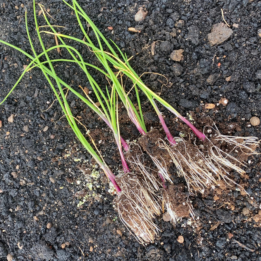 Onion Seedlings Ready to Transplant