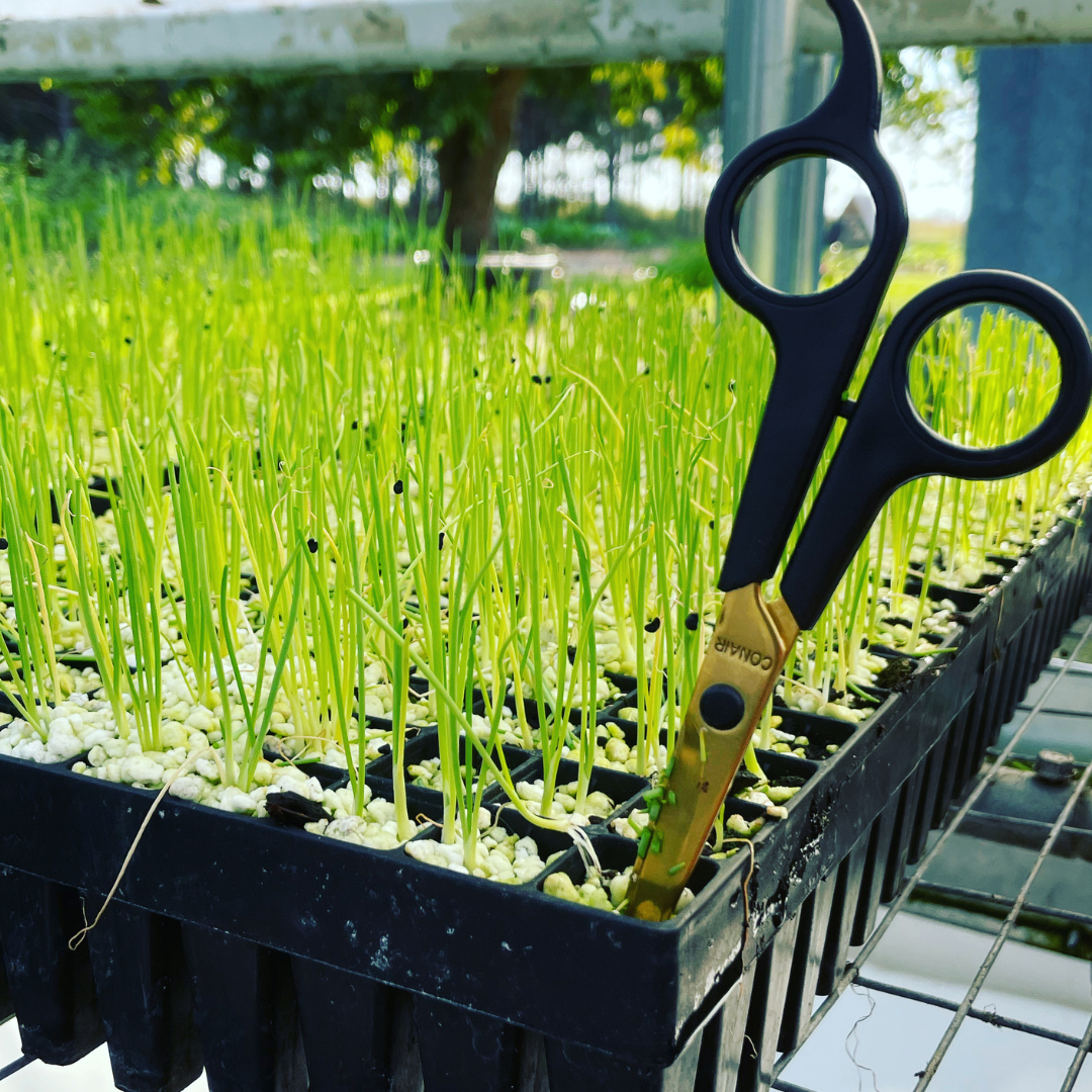 Trimming Onion Seedlings