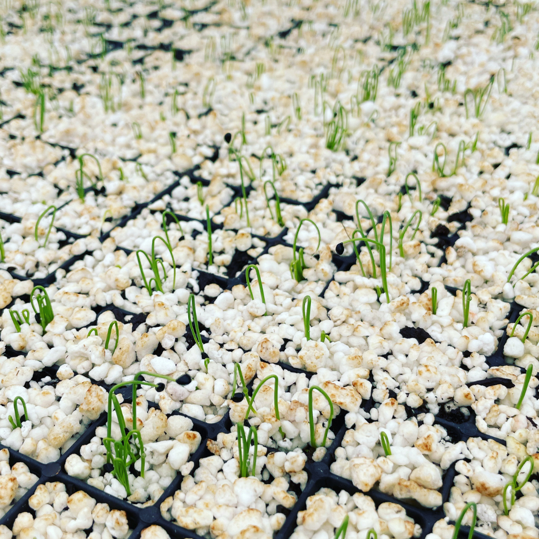 Onion Seeds Germination in Seed Starting Tray